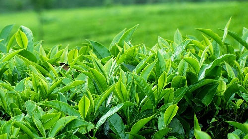 Bài Thuốc Dân Gian Trị Hôi Chân