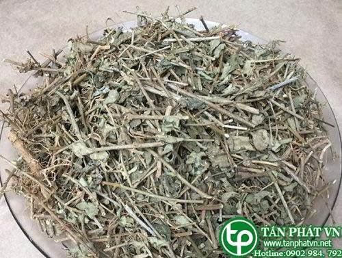 Cửa hàng bán cà gai leo tại Hà Nội giải độc gan