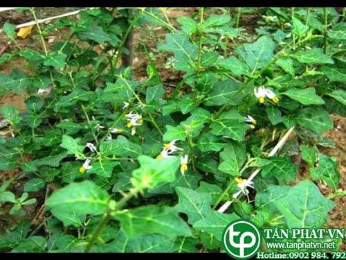 Cửa hàng bán cà gai leo tại Kiên Giang giao hàng nhanh