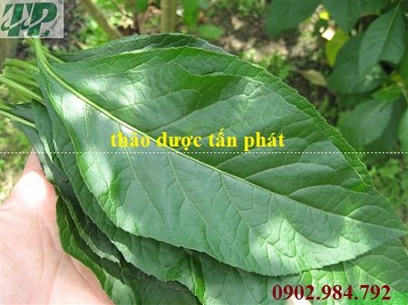 Địa chỉ mua bán cây mật gấu tại Phú Thọ