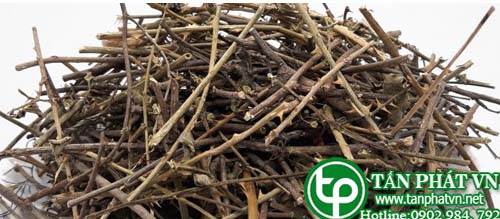 Ở đâu bán cà gai leo tại Cần Thơ uy tín