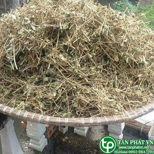 Ở đâu bán cà gai leo tại Hải Phòng giúp gan giải độc hiệu quả