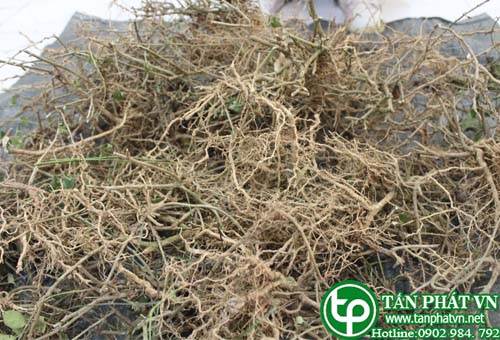 Ở đâu bán cà gai leo tại Hóc Môn giúp tăng cường chức năng gan