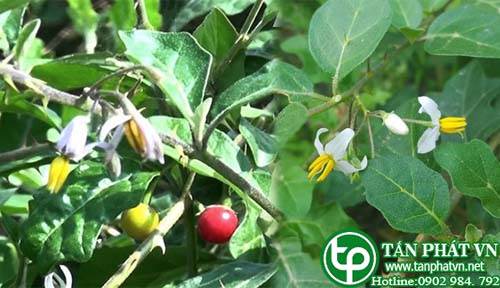 Ở đâu bán cà gai leo tại Hưng Yên chất lượng