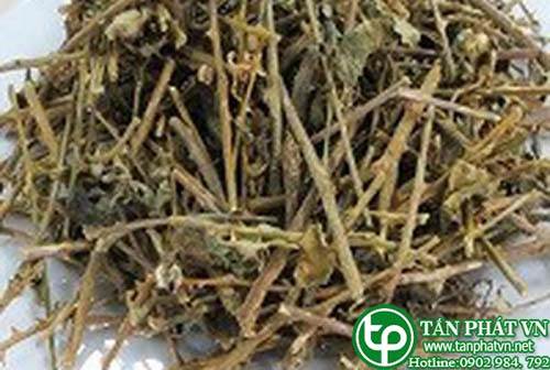 Ở đâu bán cà gai leo tại Long An điều trị bệnh men gan tăng cao
