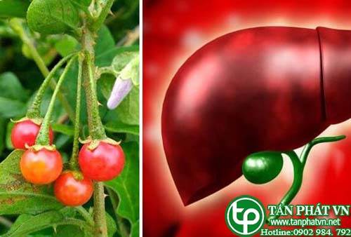 Ở đâu bán cà gai leo tại Nam Định giúp chữa chứng ho gà, bệnh suyễn