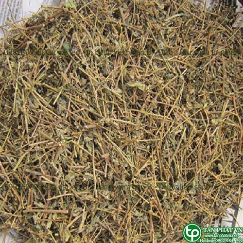 Ở đâu bán cà gai leo tại Ninh Bình điều trị bệnh men gan tăng cao