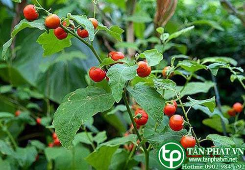 Ở đâu bán cà gai leo tại Phú Thọ thần dược cho bệnh gan