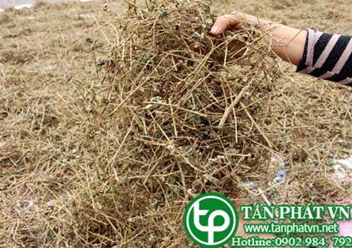 Ở đâu bán cà gai leo tại Vĩnh Phúc giúp làm đẹp da