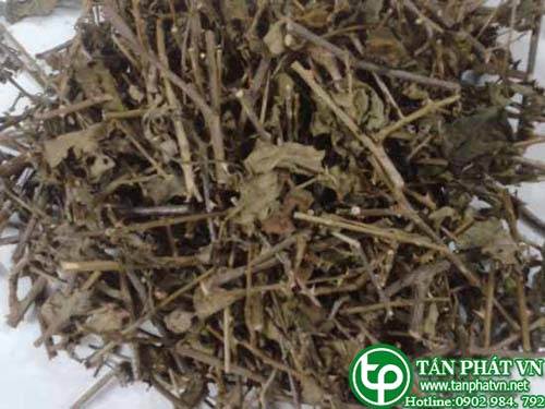 Ở đâu bán cà gai leo tại Vũng Tàu chất lượng