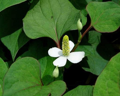 lá diếp cá trị mụn nhọt