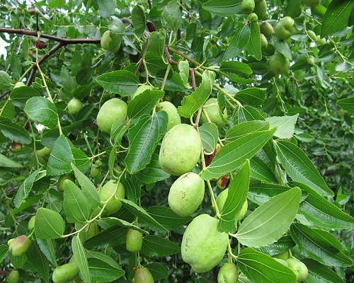 sử dụng lá táo chua trị mụn nhọt