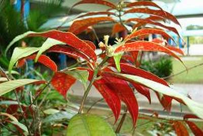 đơn lá đỏ trị bệnh hiệu quả