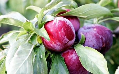 trái mận bắc trị bá bệnh
