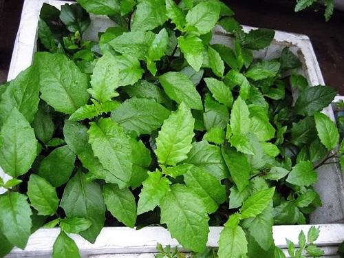 rau bàu đất trị bệnh cực hiệu quả