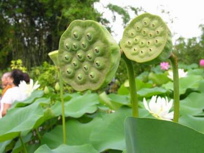 7 công dụng tuyệt vời từ cây sen