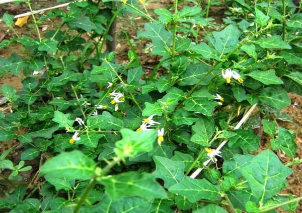 cây giống cà gai leo tại công ty tấn phát