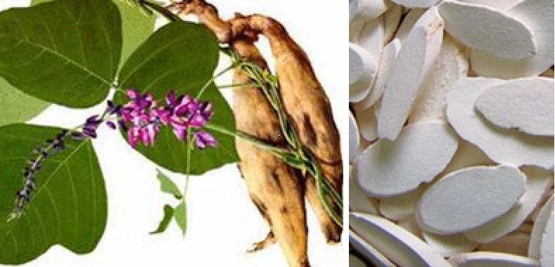 bài thuốc chữa bệnh từ sắn dây cực hiệu quả