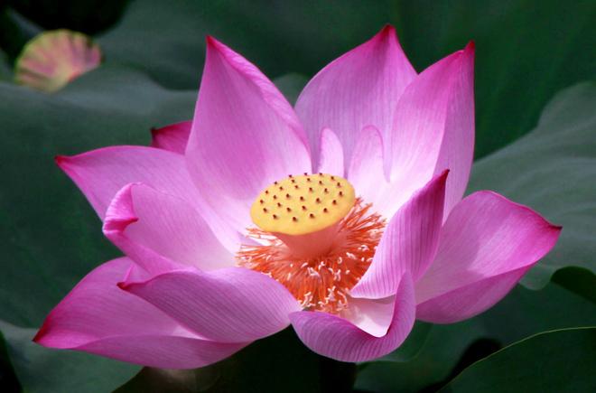 bài thuốc hay từ sen trị mất ngủ