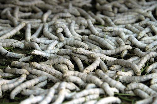 bài thuốc từ côn trùng