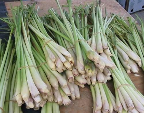 sả giúp giảm cholosterol