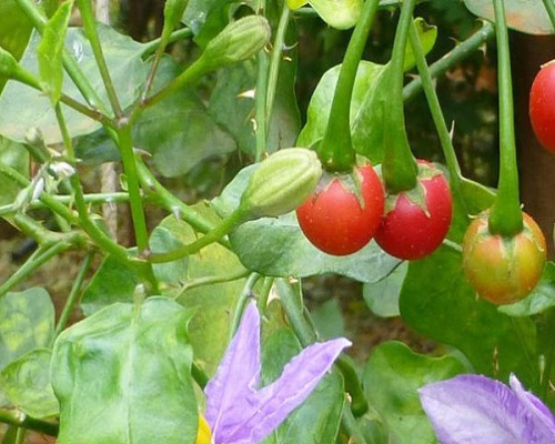 cây thuốc cà gai leo