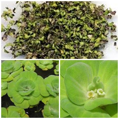 vị thuốc tác dụng thúc sởi, tống độc, trừ phong nhiệt, lợi niệu.
