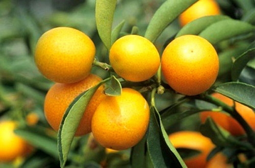 bài thuốc hay từ quả quất