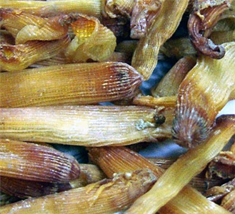 sá sùng tráng dương